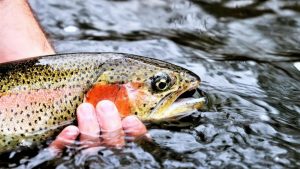 Catching Rainbow Trout on Bighorn River, Montana: A Technical Guide for Experienced