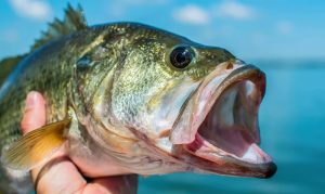 Crank up Your Bass Fishing Success: Tips and Techniques for Using Crankbaits