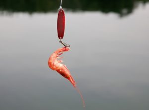 Live Bait vs. Artificial Lures: Which is Best for Fishing?