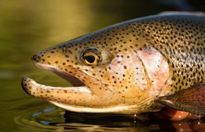 Mastering the Art of Fly Fishing for Trout