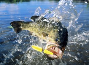 The Ultimate Guide to Catching Bass: Tips and Techniques