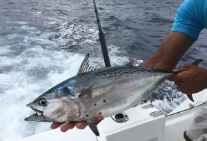 Tuna Fishing: Techniques and Tools for Landing the Big One