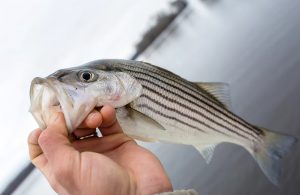 Striped Bass Fishing: The Best Locations and Techniques