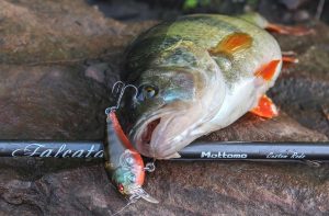 Perch Fishing: Techniques and Tackle for a Successful Trip