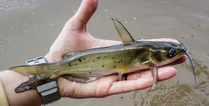 All About Catfish: Species, Baits, and Tactics