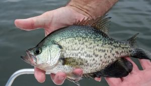 The Art of Catching Crappie: Tips and Tactics