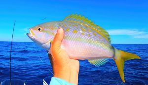 The Hunt for Yellowtail Snapper: Tips and Techniques