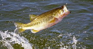 Catching Largemouth Bass: Techniques and Tackle for a Successful Trip