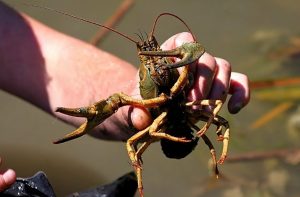 Catching Crayfish: Techniques and Tackle for a Successful Trip