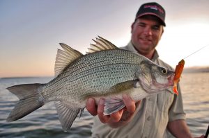 Catching White Perch: Baits, Rigs, and Tactics