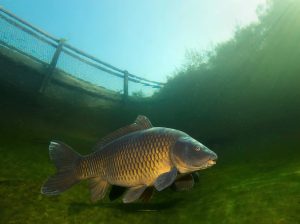 Fishing for Carp: Tips and Tricks for Success