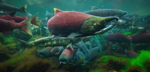 Sockeye Salmon Fishing: The Best Locations and Techniques