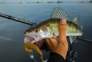 Springtime Walleye Fishing Tips and Techniques for Catching These Sought-After Fish