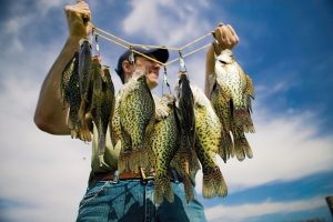 Summer Panfishing How to Catch Sunfish and Crappies During the Hot Months