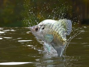 Spring Crappie Fishing Techniques and Strategies for Catching the Weak