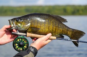 Spring fishing for bass how to catch large and small bass during spawning