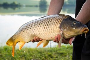 Fall Carp Fishing Techniques for Catching Big Carp During the Pre-Spawn