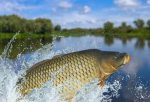 Fall Carp Fishing Techniques for Catching Big Carp During the Pre-Spawn
