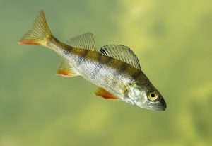 Autumn Perch Fishing Tips and Tricks for Bass Fishing