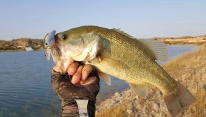 Fishing for Bass in the Spring Techniques and Strategies