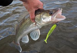 Spring Fishing for Zander Tips and Techniques for a Successful Season