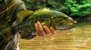 Summer Smallmouth Bass Fishing Tips and Tricks for Success
