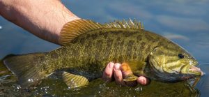 Summer Smallmouth Bass Fishing Tips and Tricks for Success