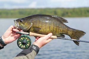 Smallmouth Bass Fishing: Lures and Tactics for Success