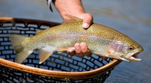 Summer trout fishing tips and techniques for trout fishing in warm water