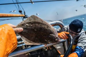 Flounder Fishing: Tips and Tactics for Landing the Flatfish