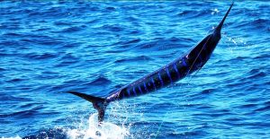 The Ultimate Guide to Catching Striped Marlin