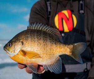 Catching Bluegill: Baits, Rigs, and Tactics