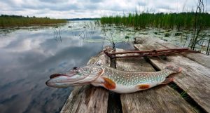 The Best Techniques for Catching Northern Pike