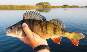 Catching Yellow Perch: Baits, Rigs, and Tactics