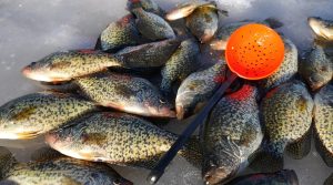 Winter Panfishing Tips for Bluehead, Crappie and Bass Fishing