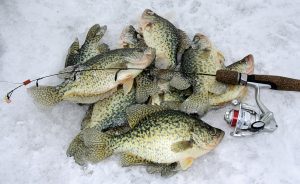 Winter Panfishing Tips for Bluehead, Crappie and Bass Fishing