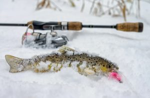 Winter trout fishing: how to catch trout in cold water