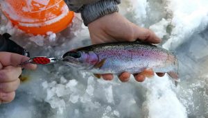 Winter trout fishing: how to catch trout in cold water