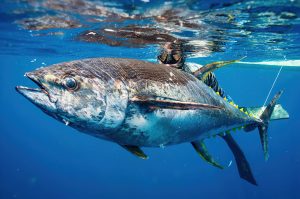 Fall Bluefin Tuna Fishing Master the Art of Catching These Powerful Giants