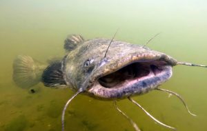 Fishing for Flathead Catfish: A Comprehensive Guide to Seasonal Techniques for Optimal Catches