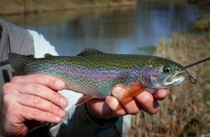 Seasonal Success: Expert Tips for Catching Rainbow Trout Throughout the Year