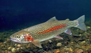 Seasonal Success: Expert Tips for Catching Rainbow Trout Throughout the Year