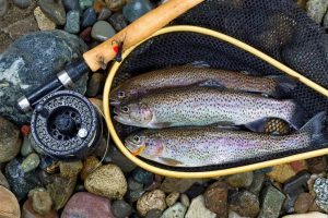 High-Altitude Trout Fishing: A Guide to Landing Trophy Trout in Remote Summer Lakes