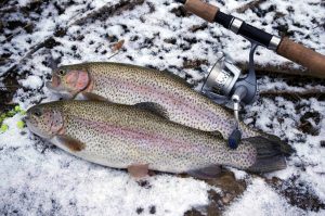 Winter Trout Fishing in Tailwaters Tips for Catching Big Trout in Cold Water
