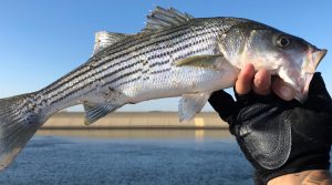 Springtime Striped Bass Fishing Proven Techniques and Strategies for Landing Trophy Fish