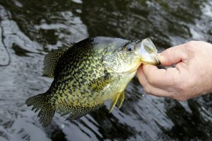 Springtime Crappie Fishing in Shallow Water: Mastering Techniques for Catching Spawning Slabs