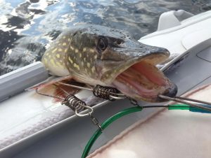 Springtime Pike Fishing Tips for Catching Northern Pike During the Spawn