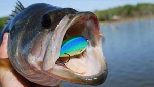 Springtime Crankbait Fishing for Bass: Cold Water Strikes Unlocked