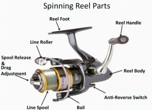 Master Your Technique Selecting the Perfect Fishing Reel Drag System