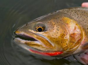 Mastering Cutthroat Trout Fishing Expert Tips and Techniques